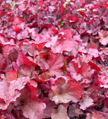 Forever Red Heuchera in 3.5 inch Size Pots/Coral Bells—you choose amount!!
